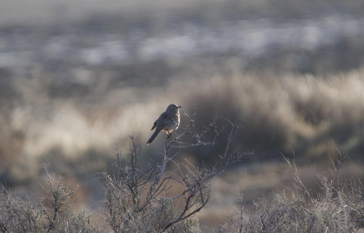 Sage Thrasher - ML632917004