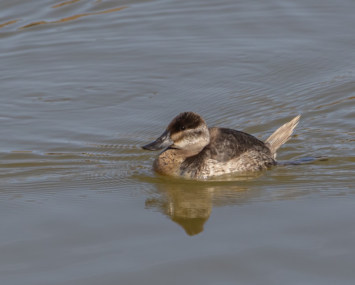 Ruddy Duck - ML632917020