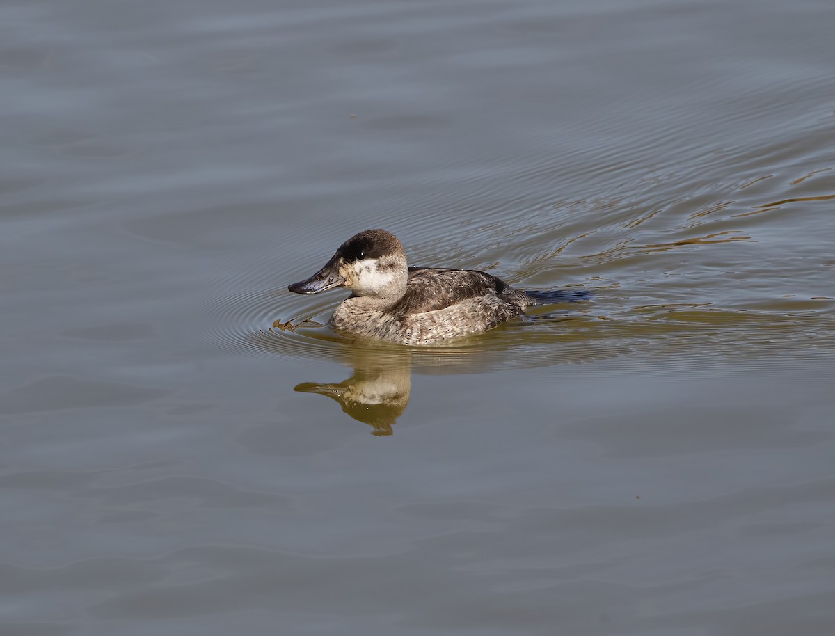 Ruddy Duck - ML632917021