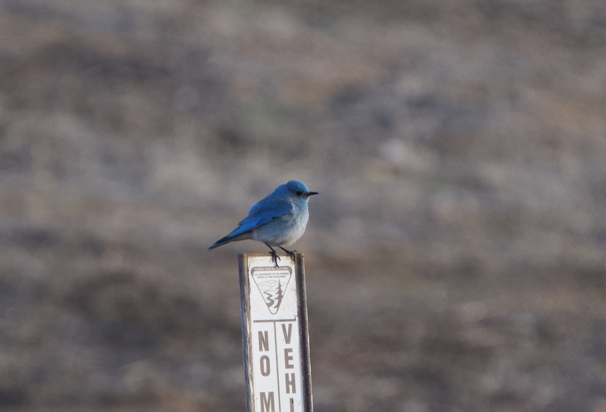 Mountain Bluebird - ML632917111
