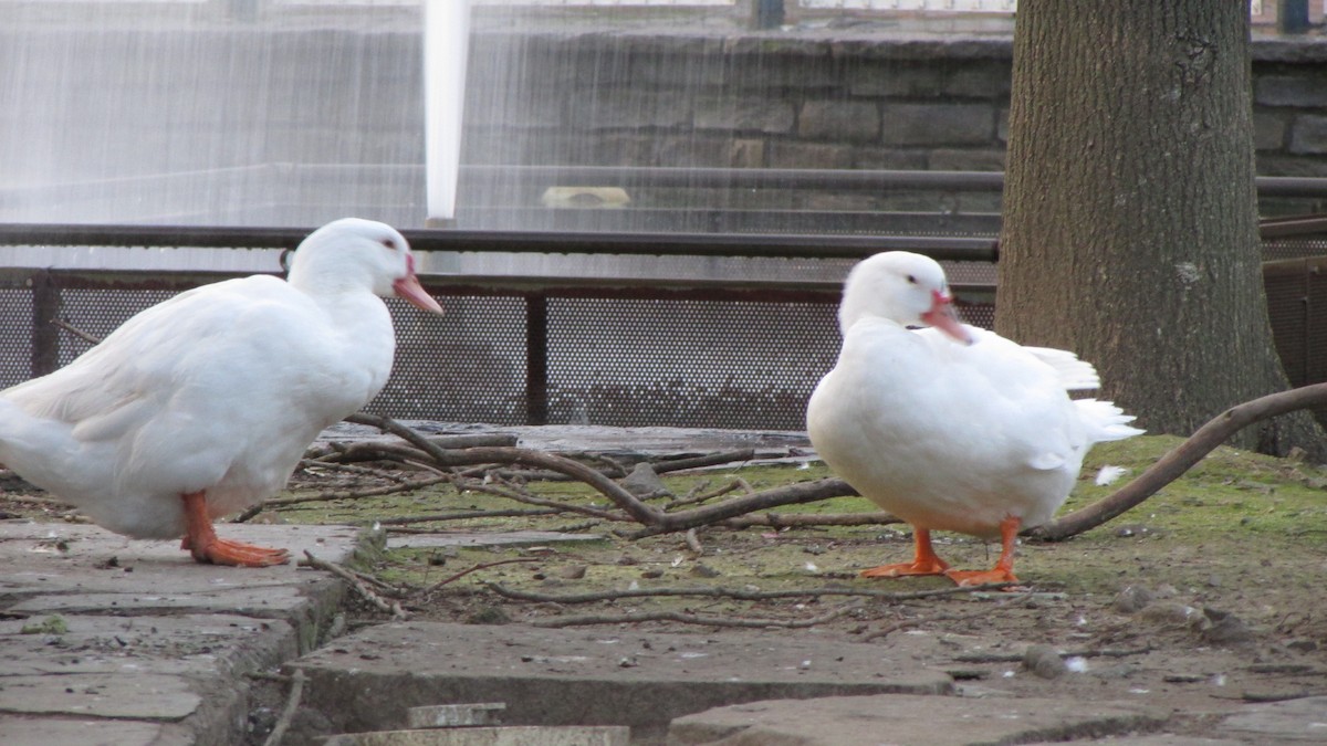 Muscovy Duck (Domestic type) - ML632917135
