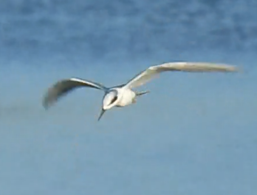 Forster's Tern - ML632917183