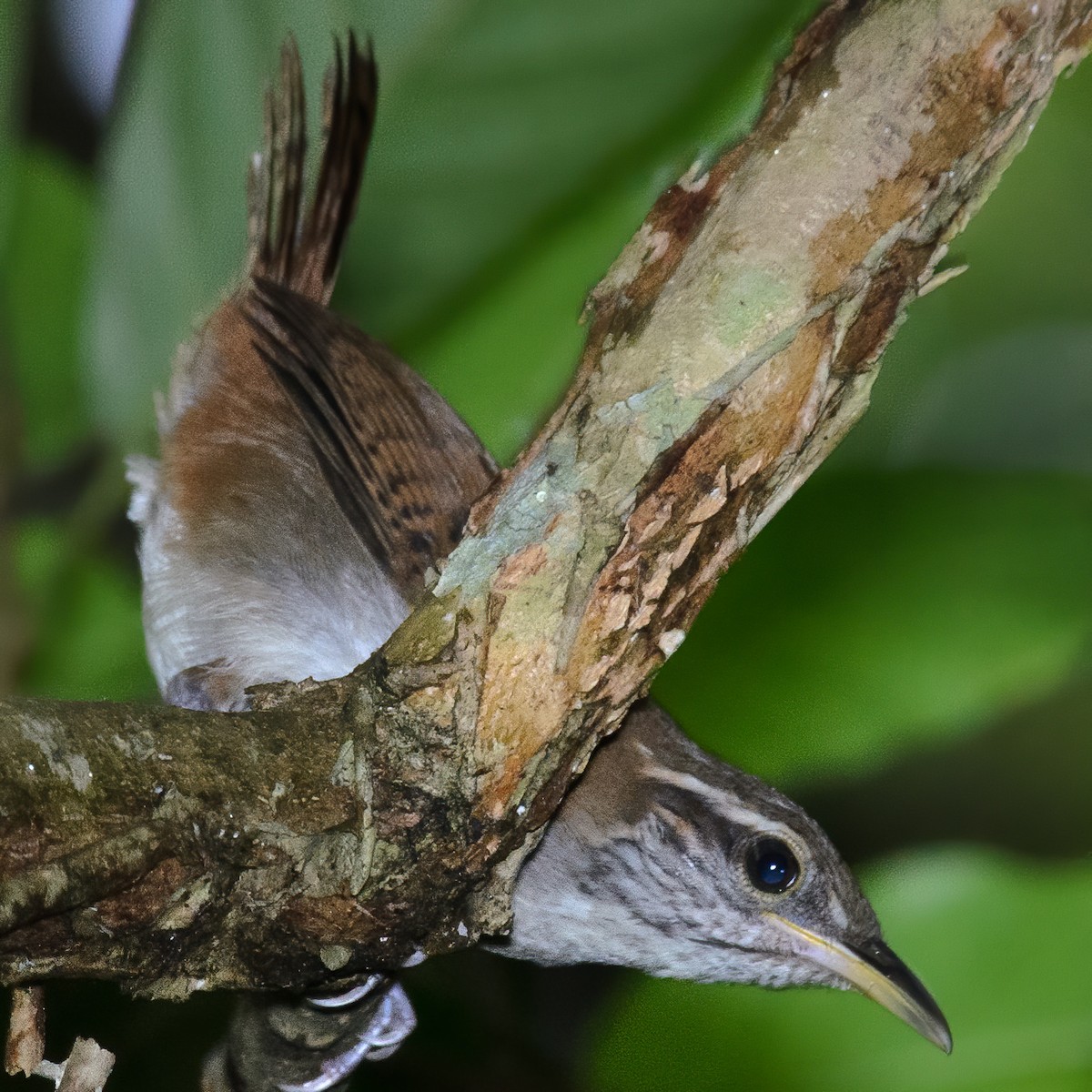 Rufous-and-white Wren - Daniel Hinckley | samazul.com