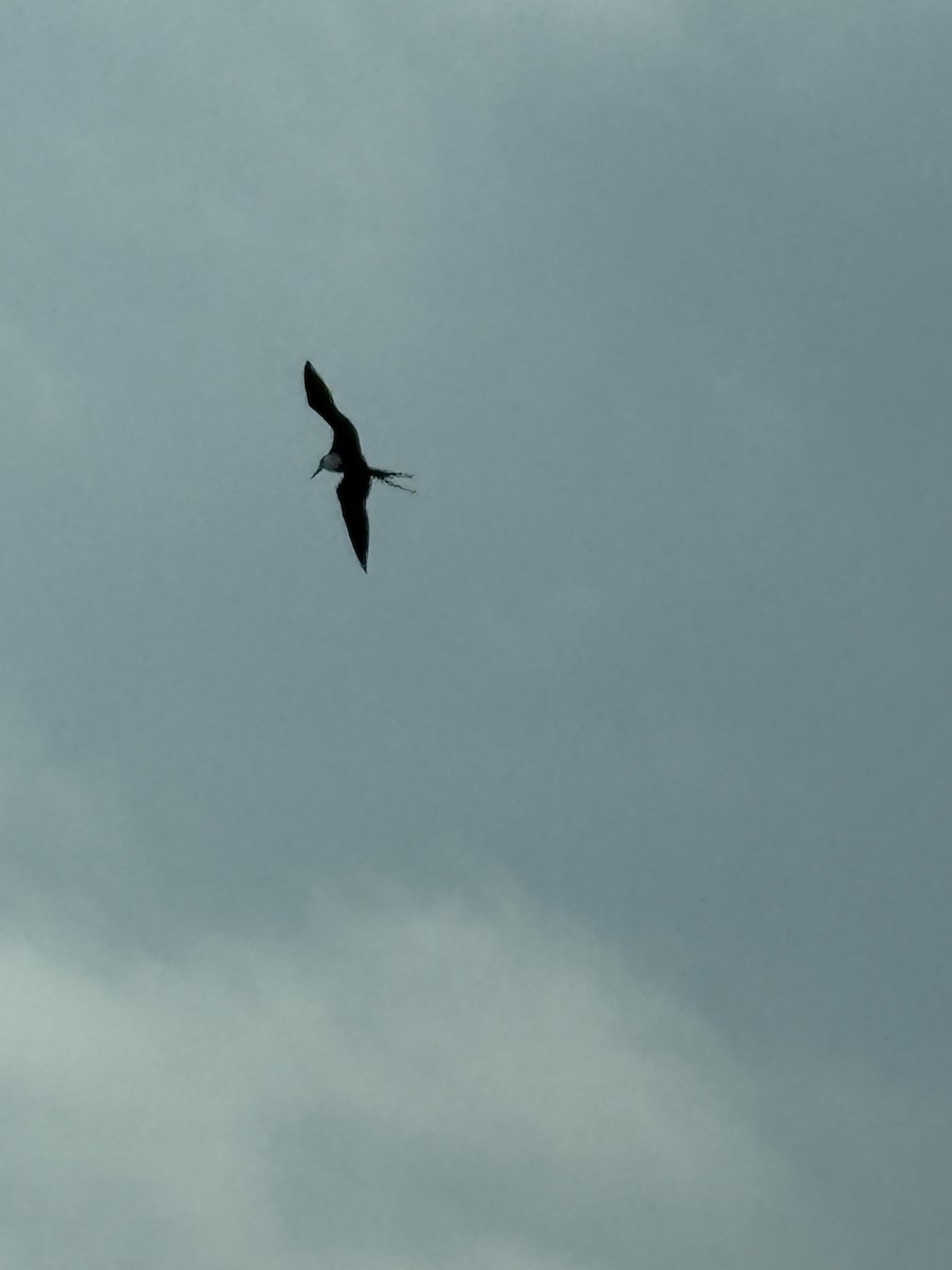 Magnificent Frigatebird - ML632917418