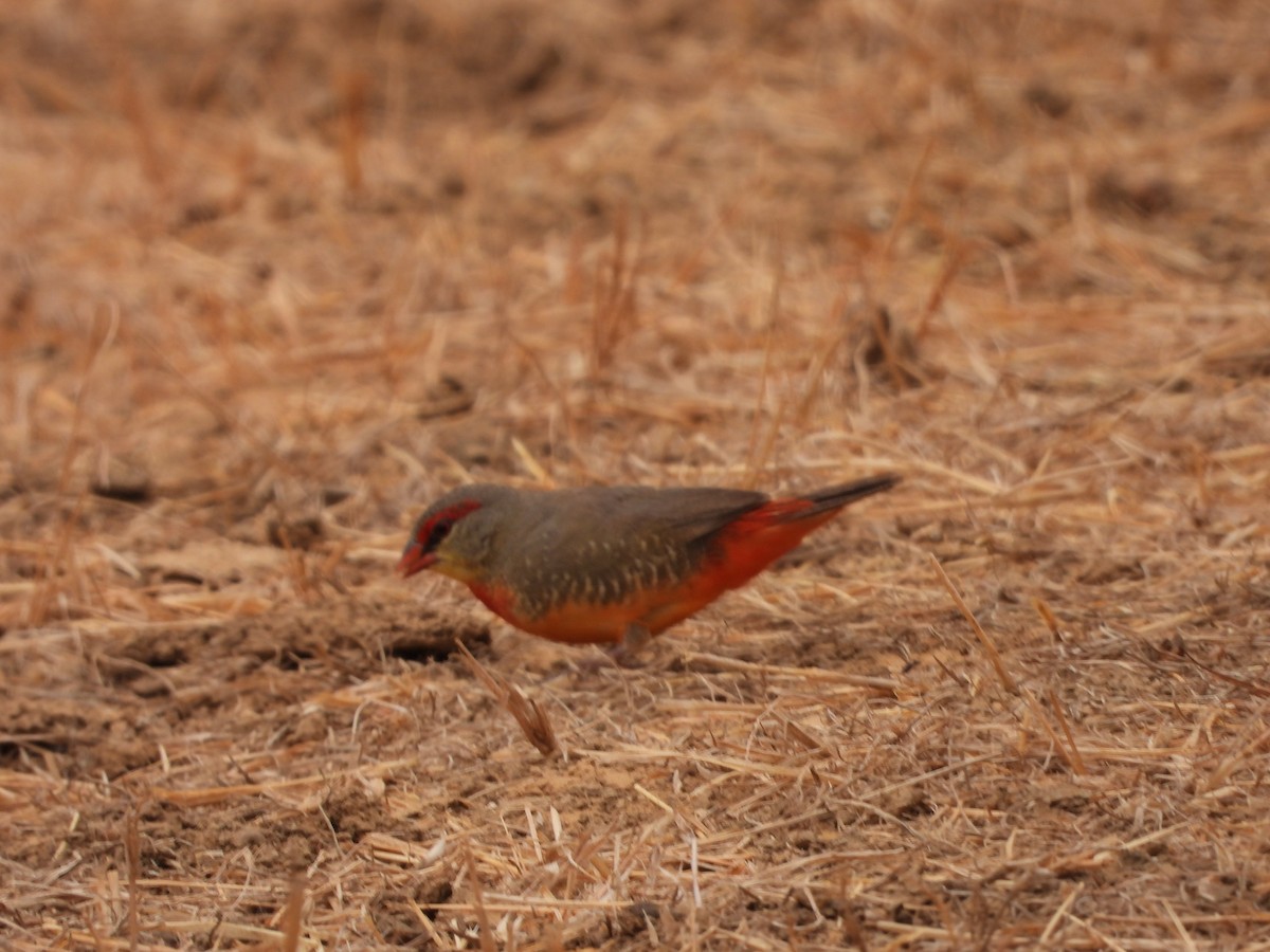 Zebra Waxbill - ML632917644