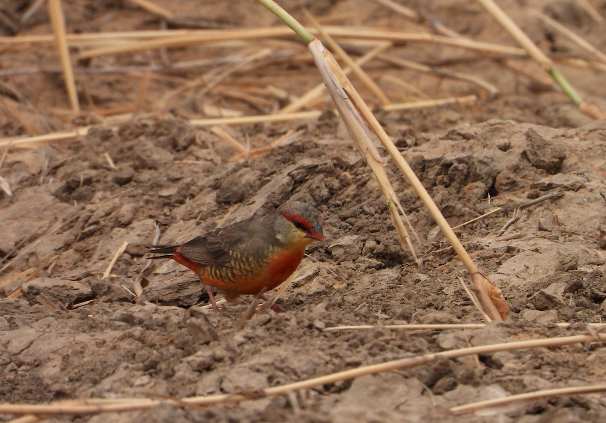 Zebra Waxbill - ML632917655