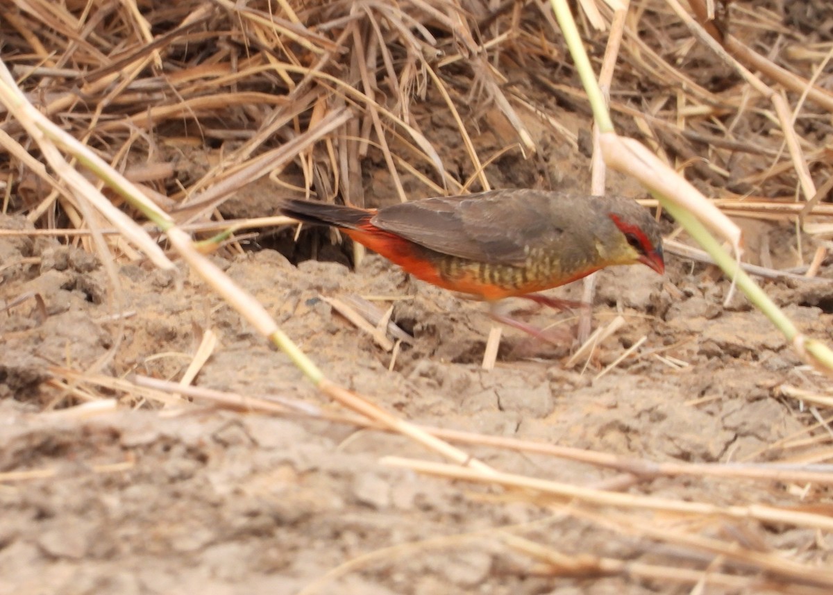 Zebra Waxbill - ML632917675