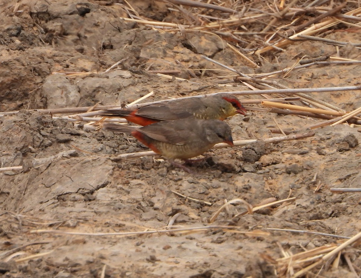 Zebra Waxbill - ML632917697