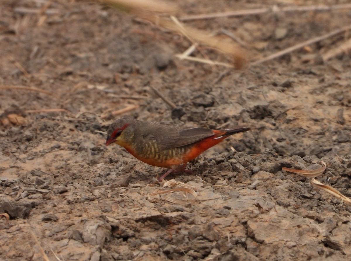 Zebra Waxbill - ML632917717