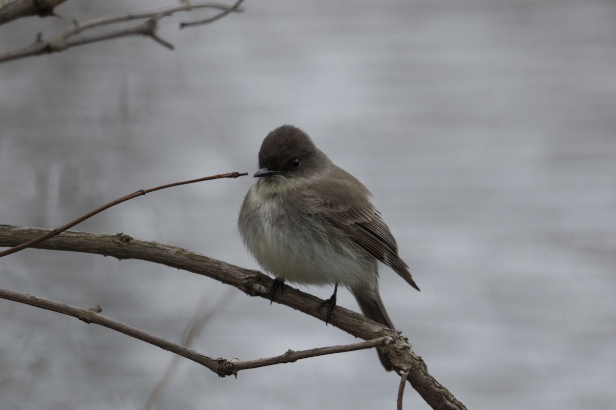 Eastern Phoebe - ML632917887