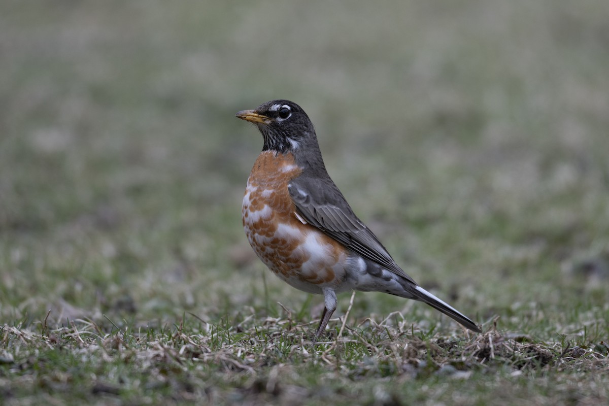 American Robin - ML632917906
