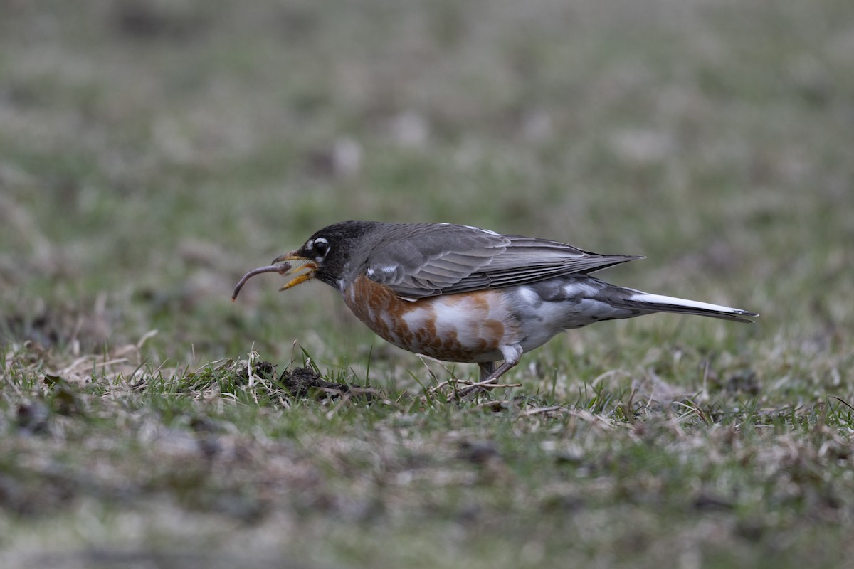 American Robin - ML632917907