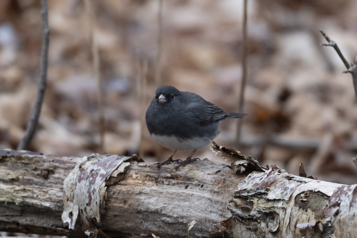 Dark-eyed Junco - ML632917925