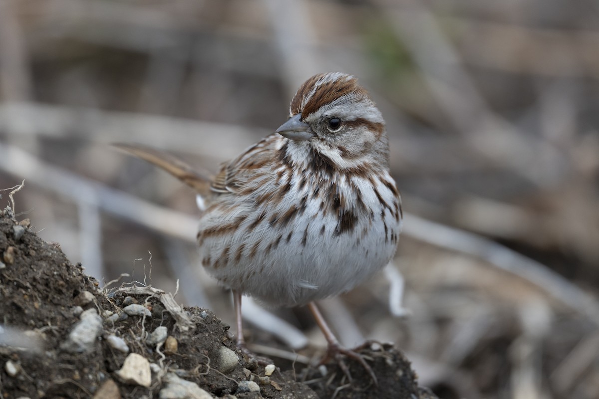 Song Sparrow - ML632917941