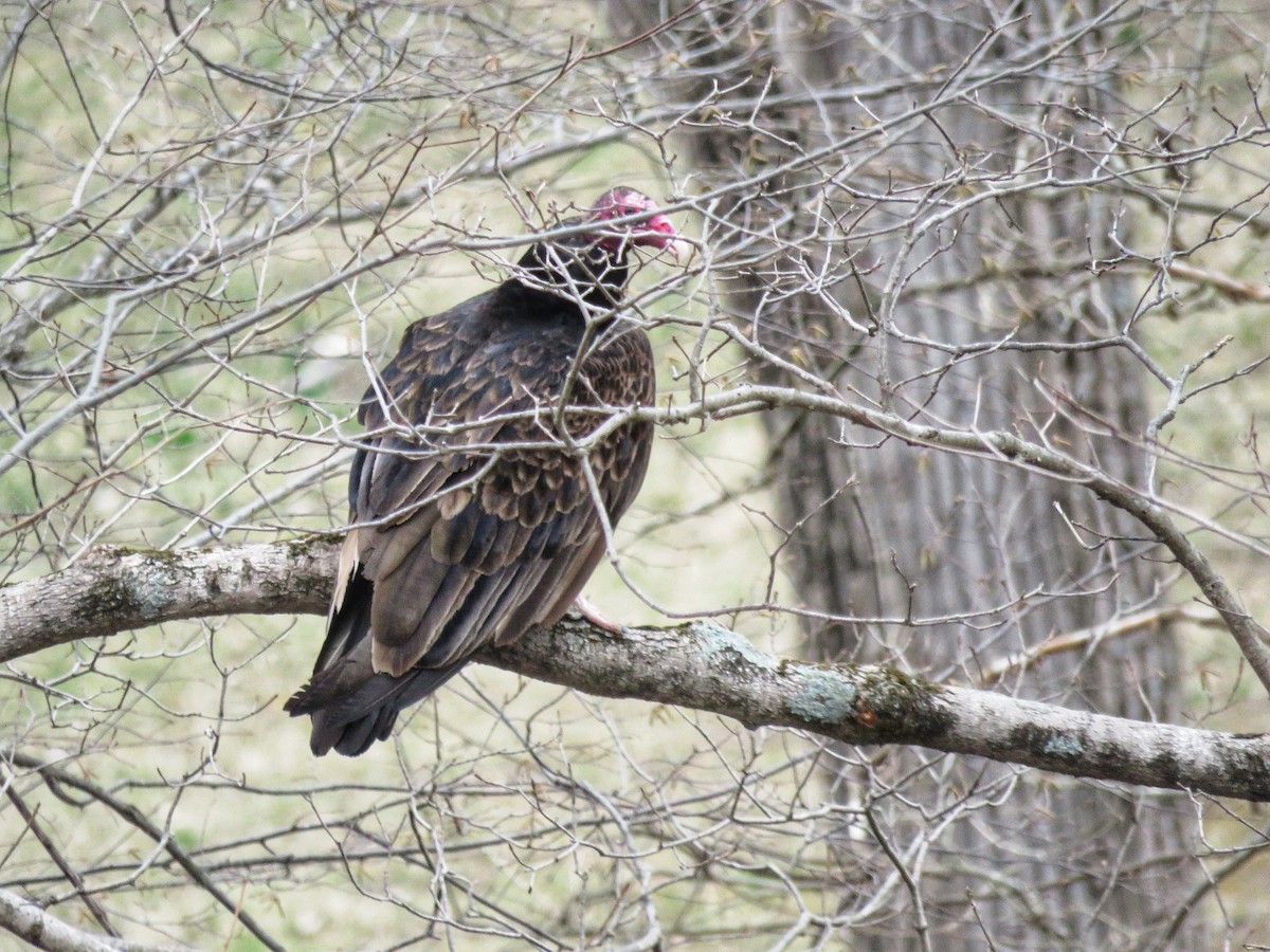 Turkey Vulture - ML632917942