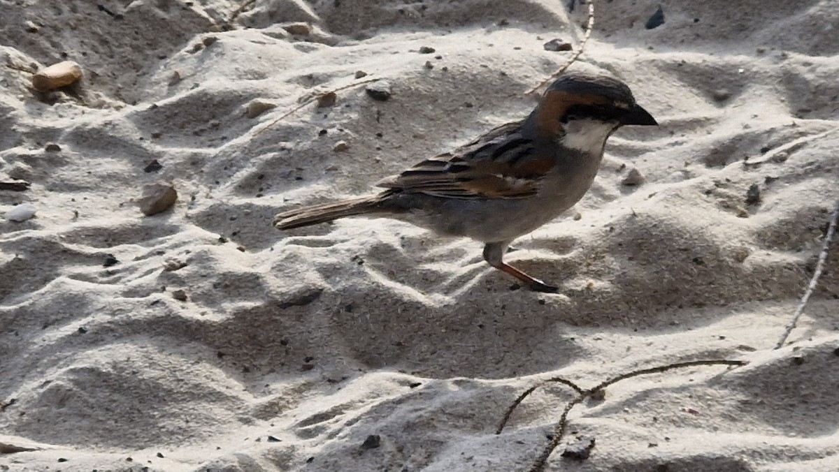 Socotra Sparrow - ML632917987