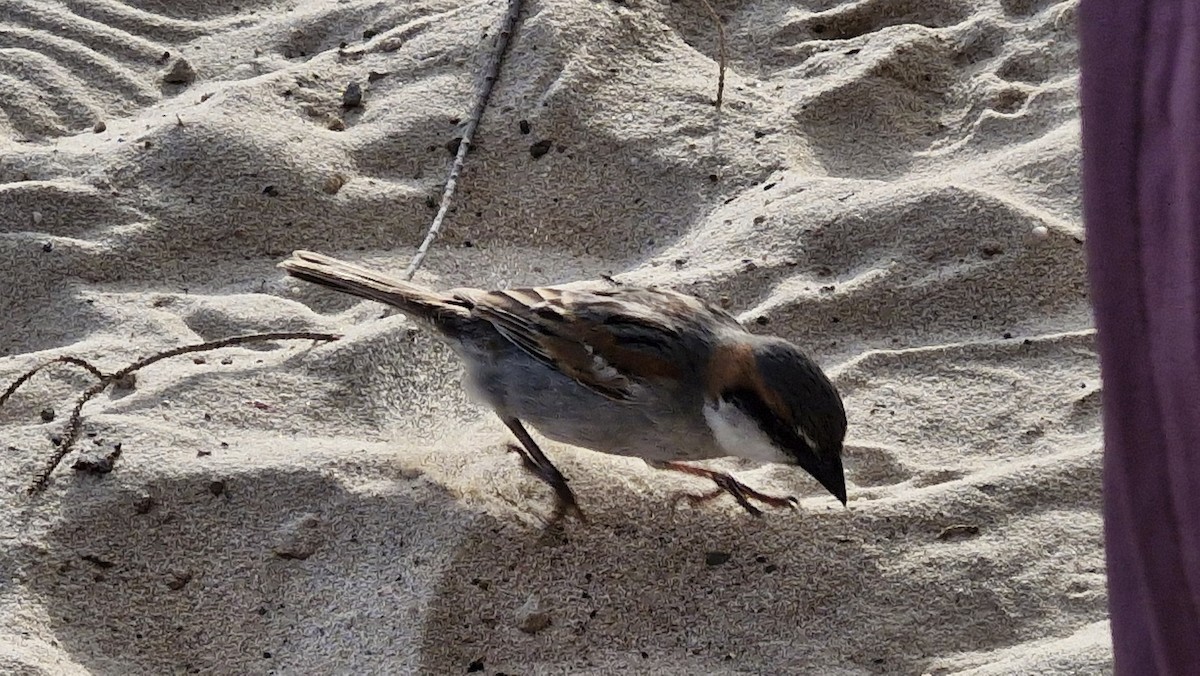 Socotra Sparrow - ML632917989