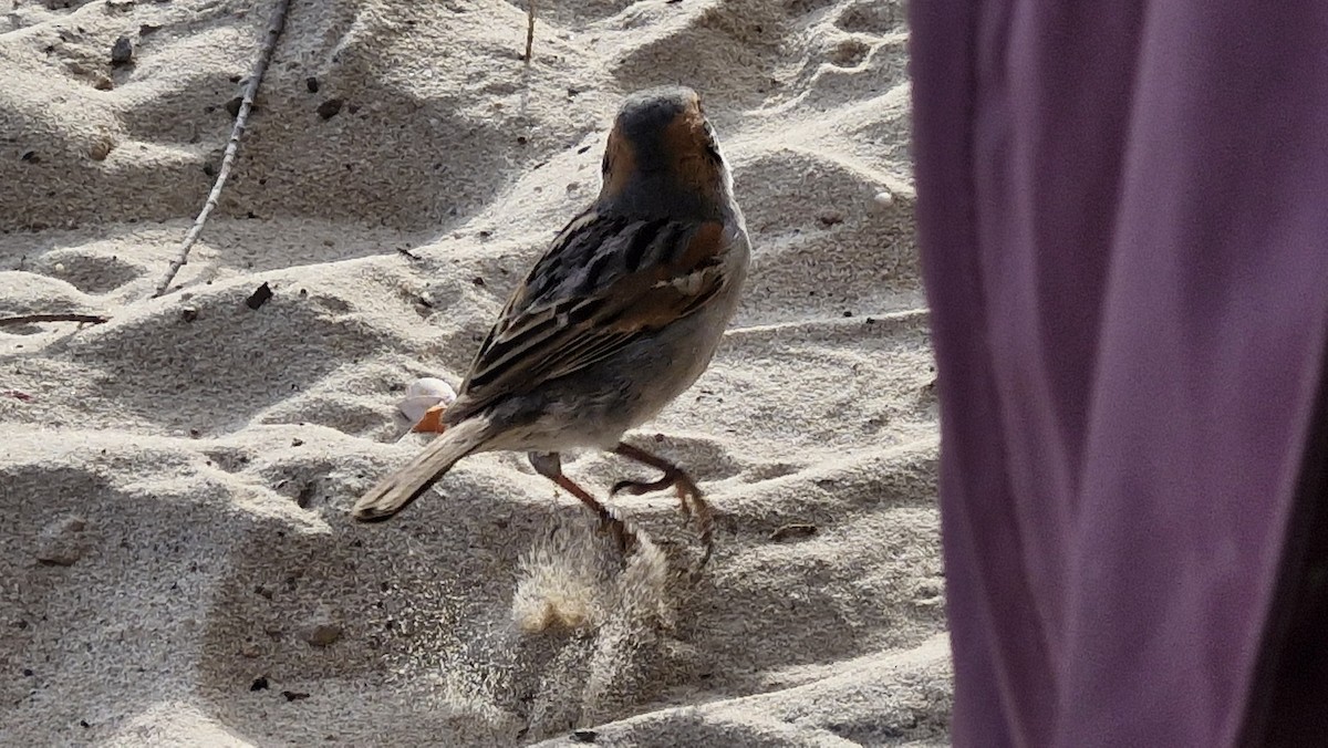 Socotra Sparrow - ML632917990