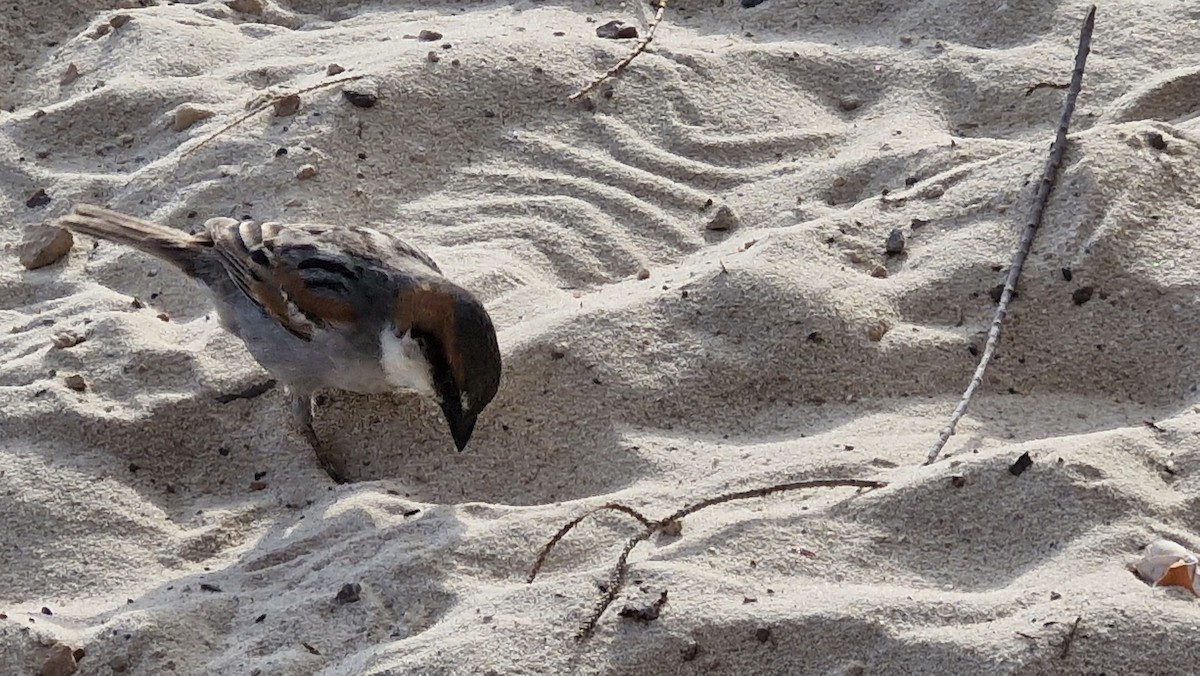 Socotra Sparrow - ML632917991