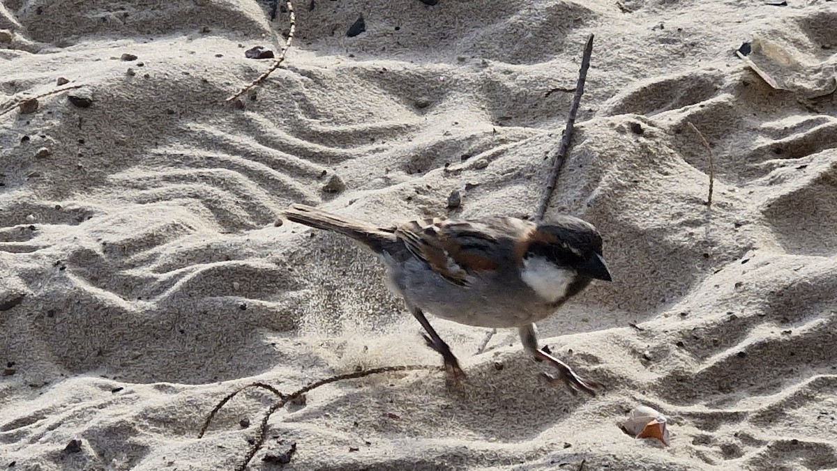 Socotra Sparrow - ML632917992