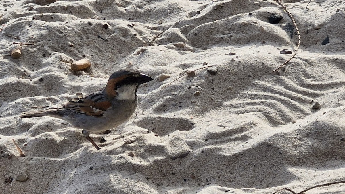 Socotra Sparrow - ML632917993