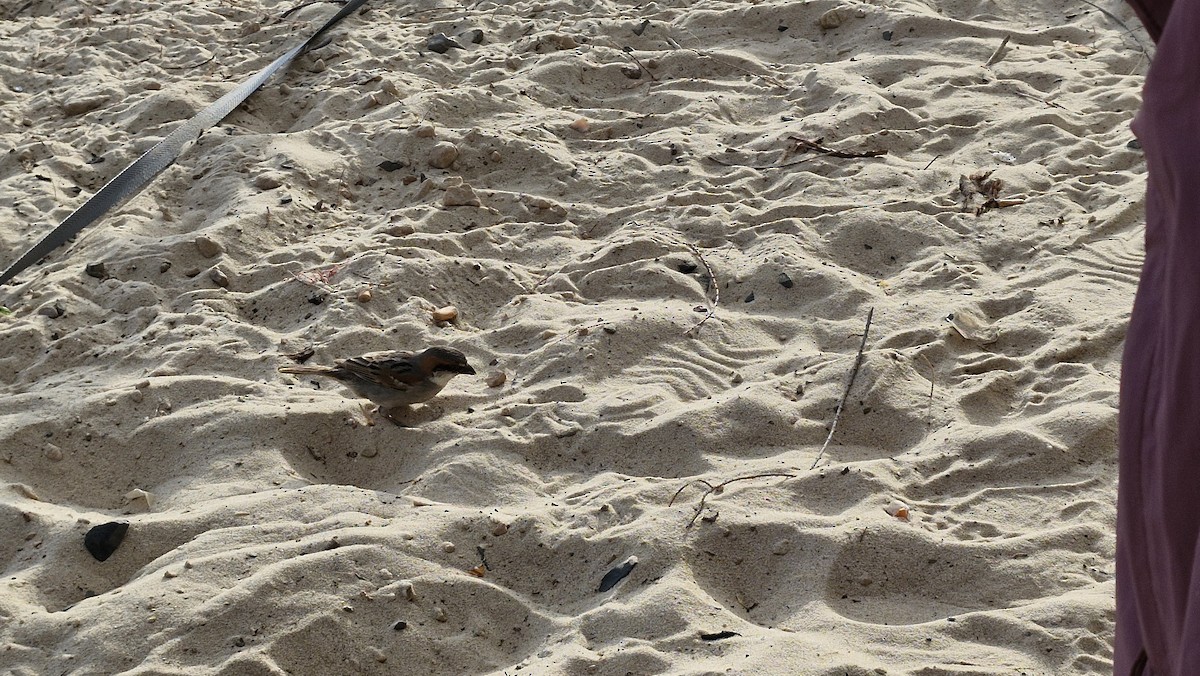 Socotra Sparrow - ML632917994