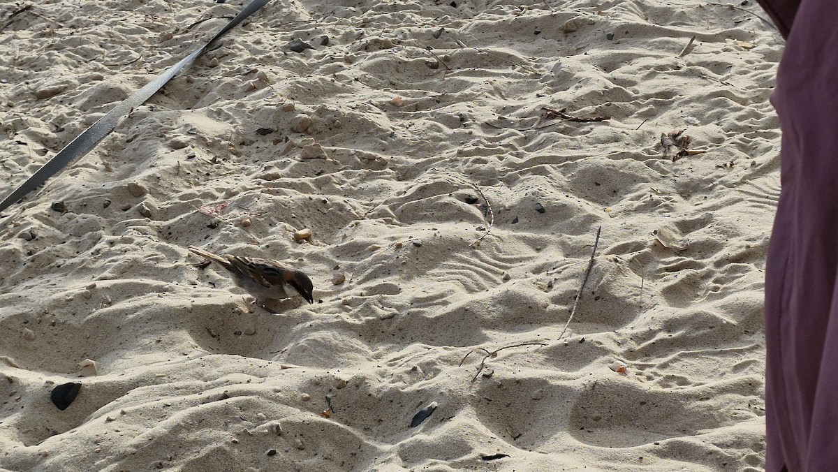 Socotra Sparrow - ML632917996