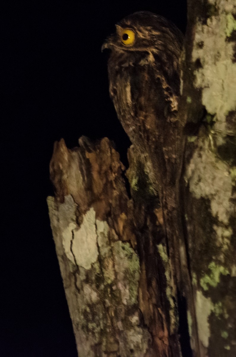 Common Potoo - ML632918148