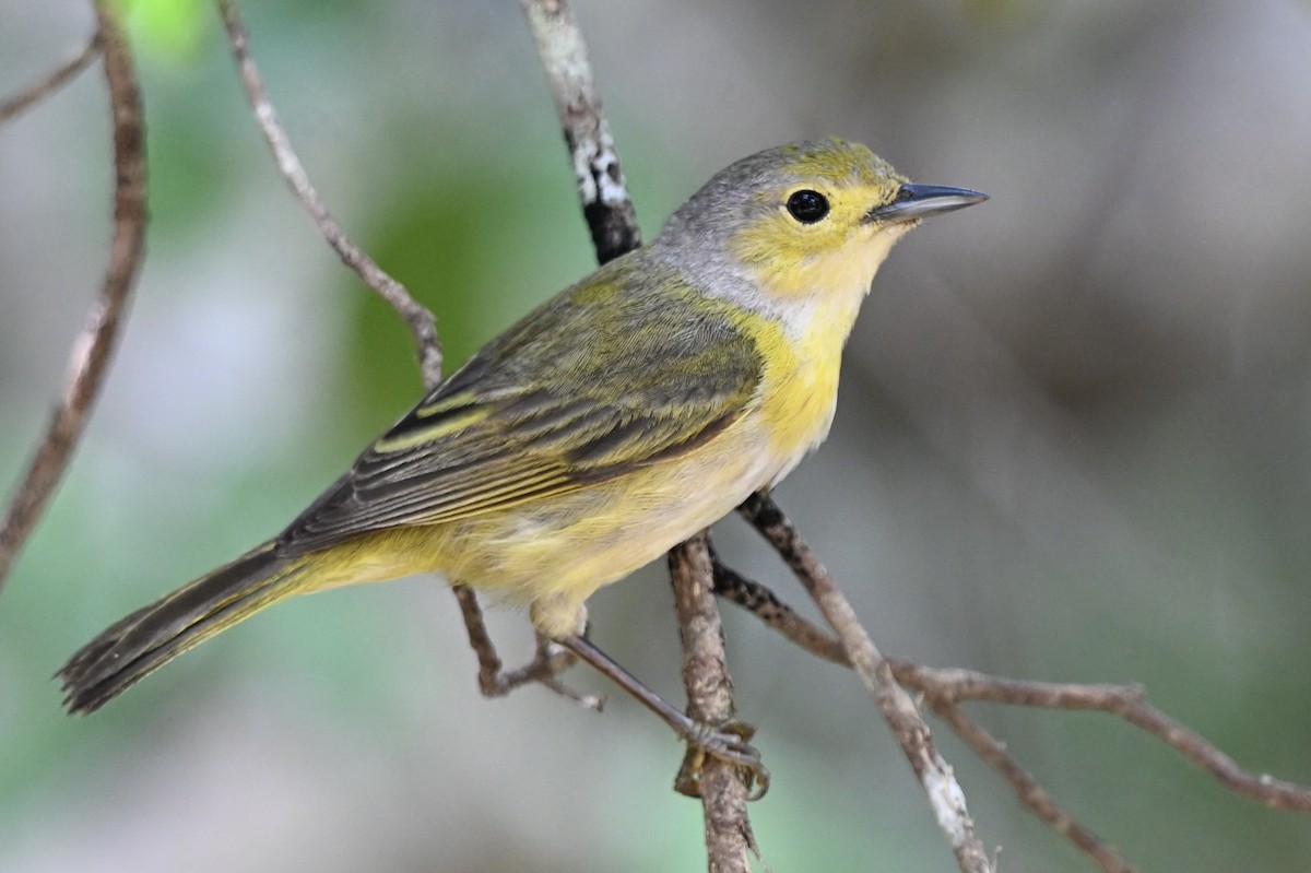 Mangrove Yellow Warbler (Greater Antillean) - Simon Artuch