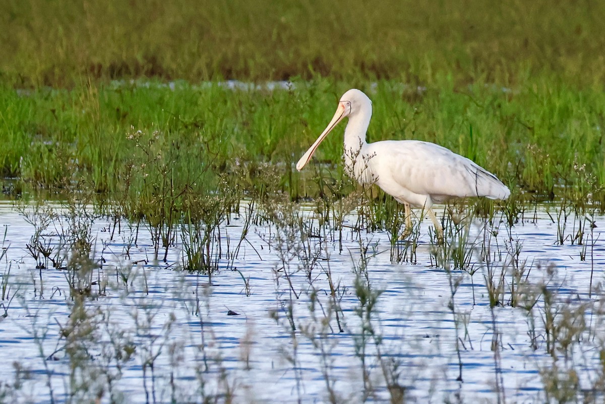 Yellow-billed Spoonbill - ML632918206
