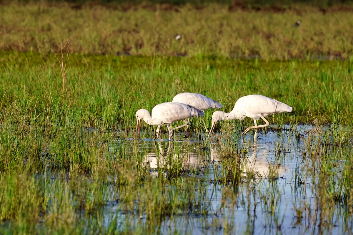 Yellow-billed Spoonbill - ML632918207