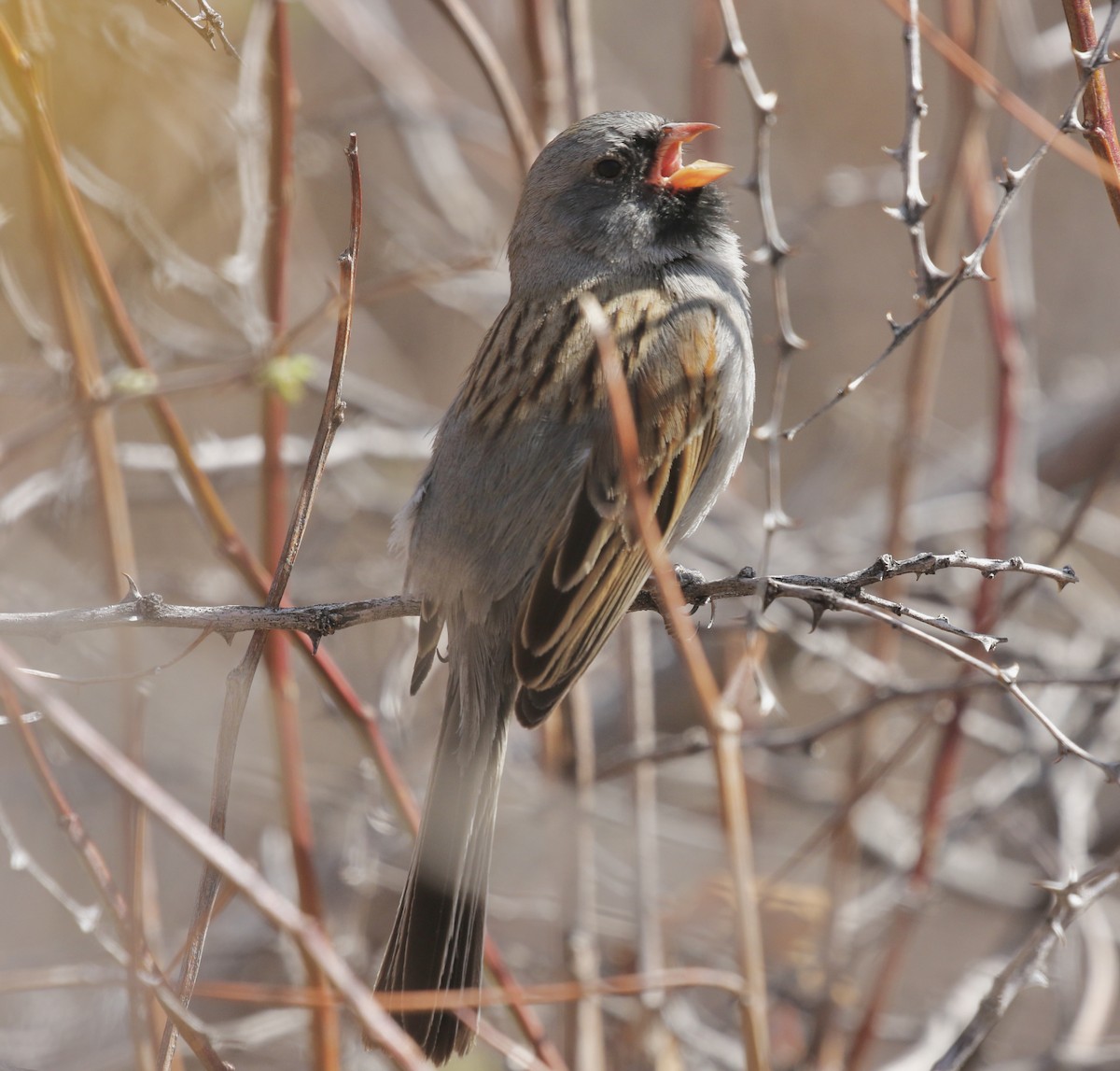 Black-chinned Sparrow - ML632918259