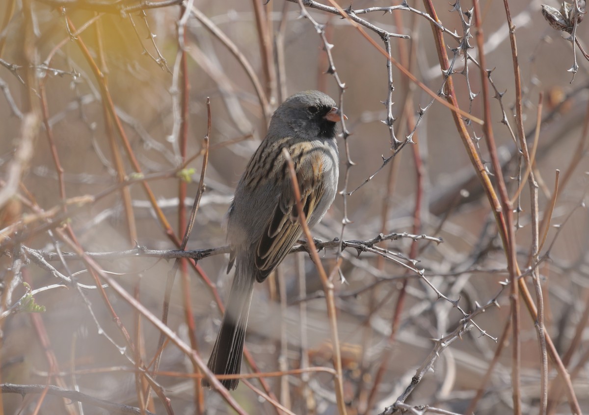 Black-chinned Sparrow - ML632918262