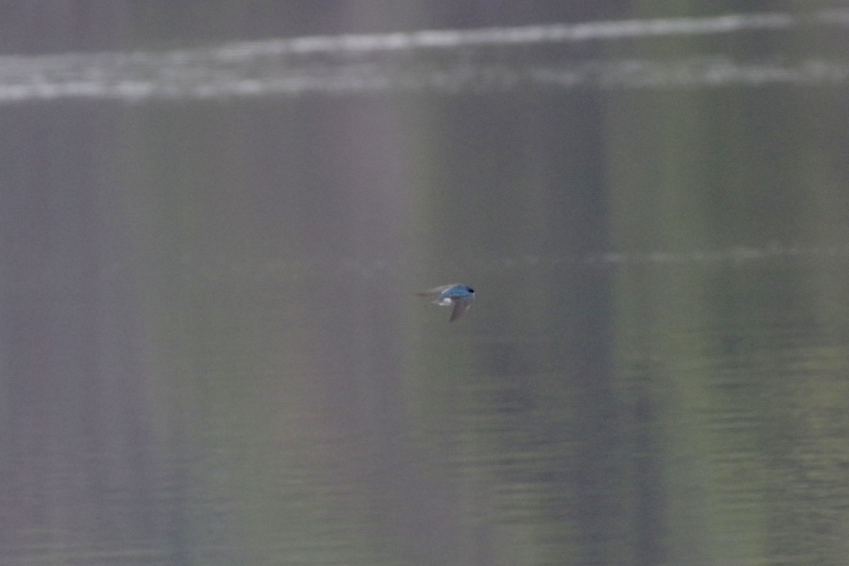 Tree Swallow - ML632918267