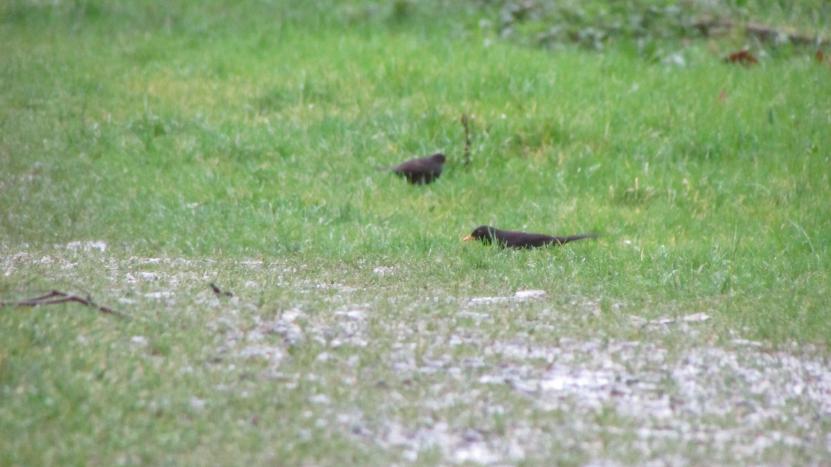 Eurasian Blackbird - ML632918343