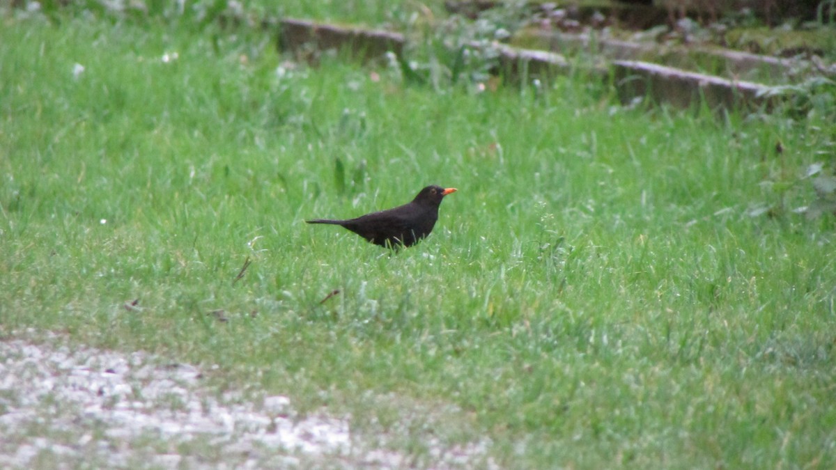 Eurasian Blackbird - ML632918344
