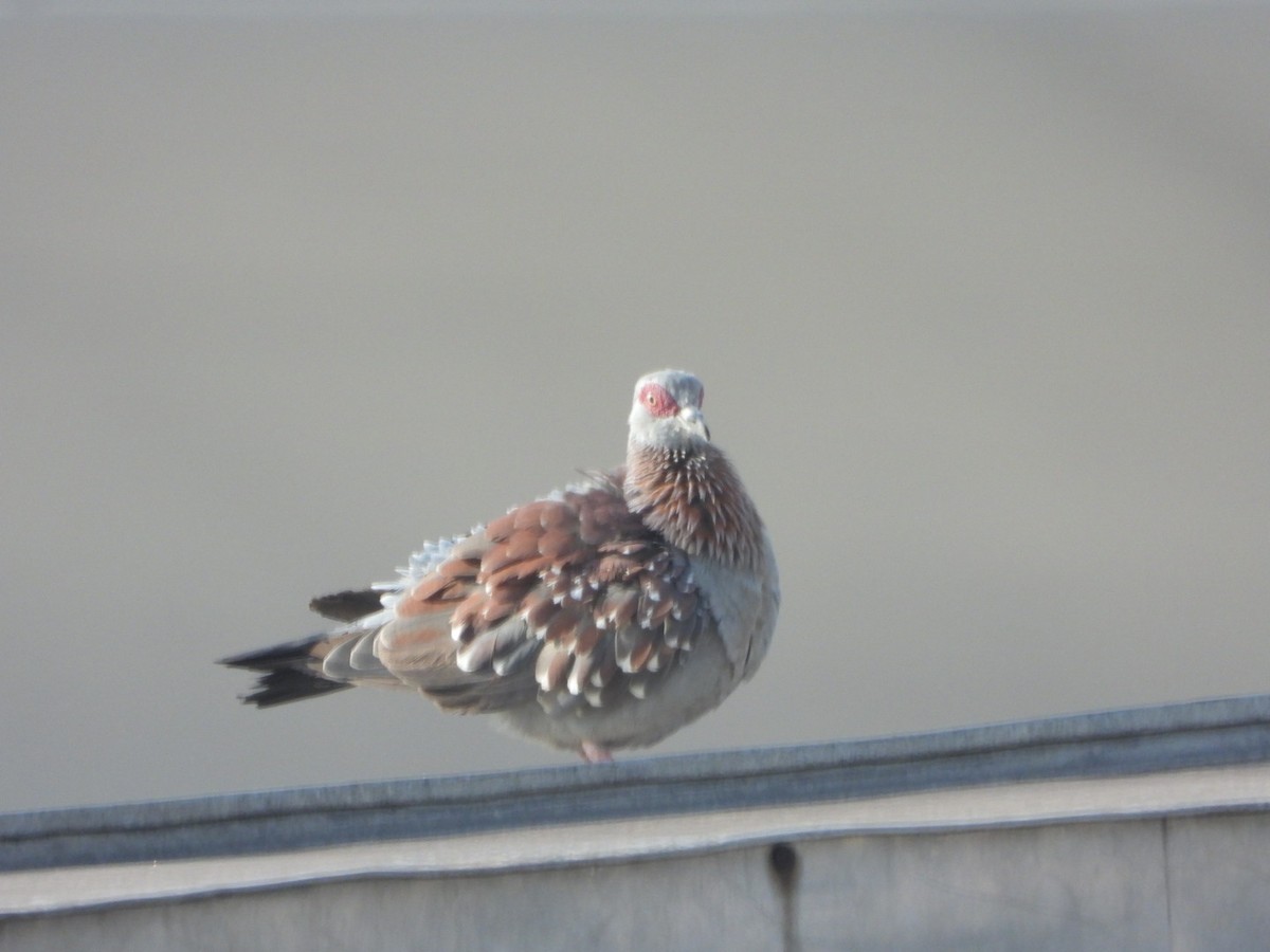 Speckled Pigeon - ML632918345