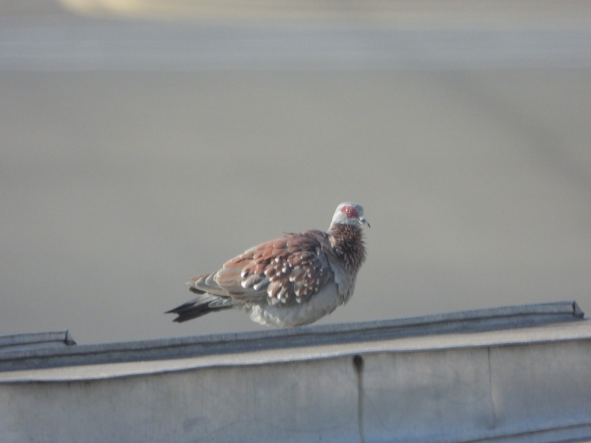 Speckled Pigeon - ML632918346