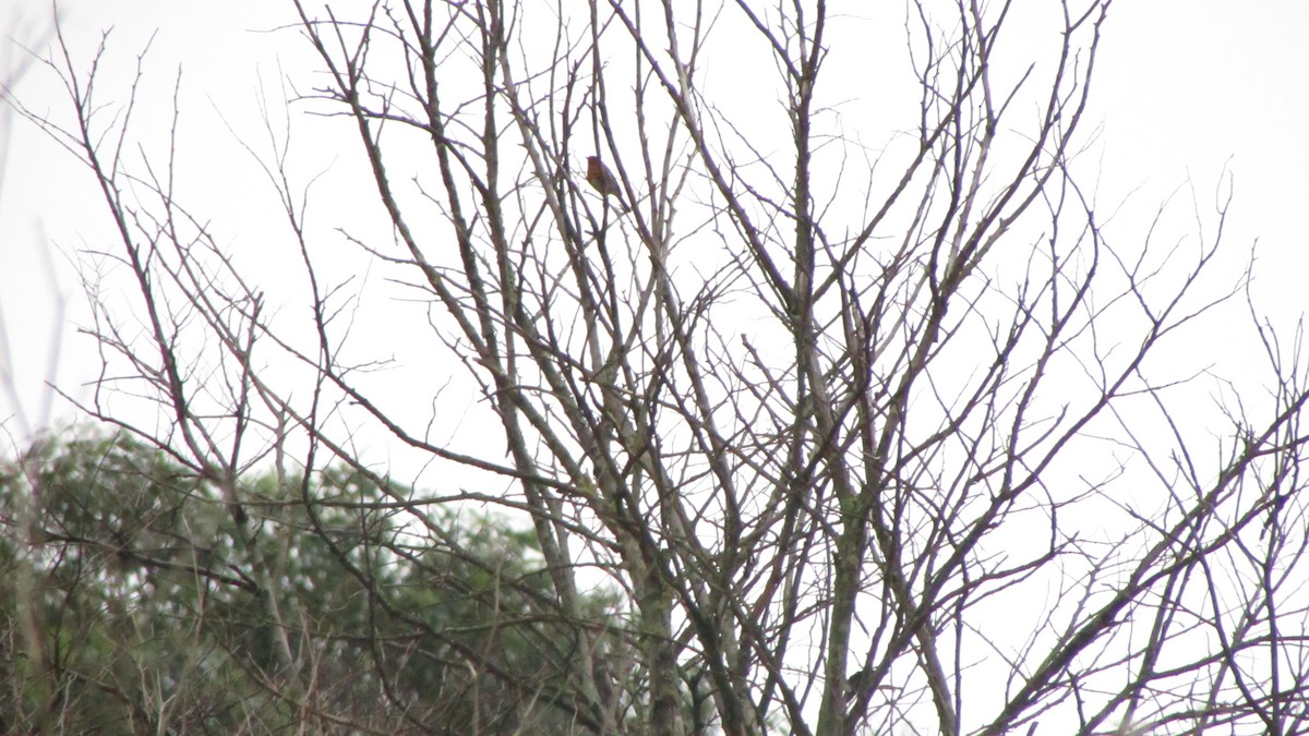 European Robin - ML632918423