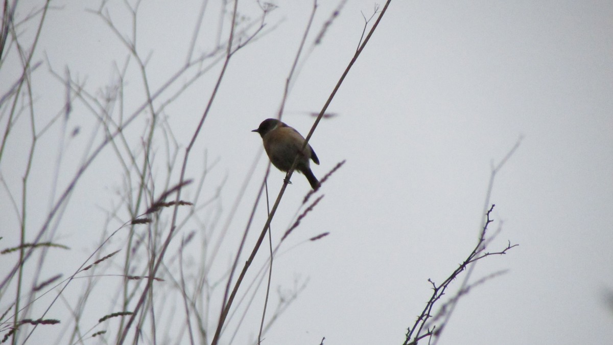 European Stonechat - ML632918435