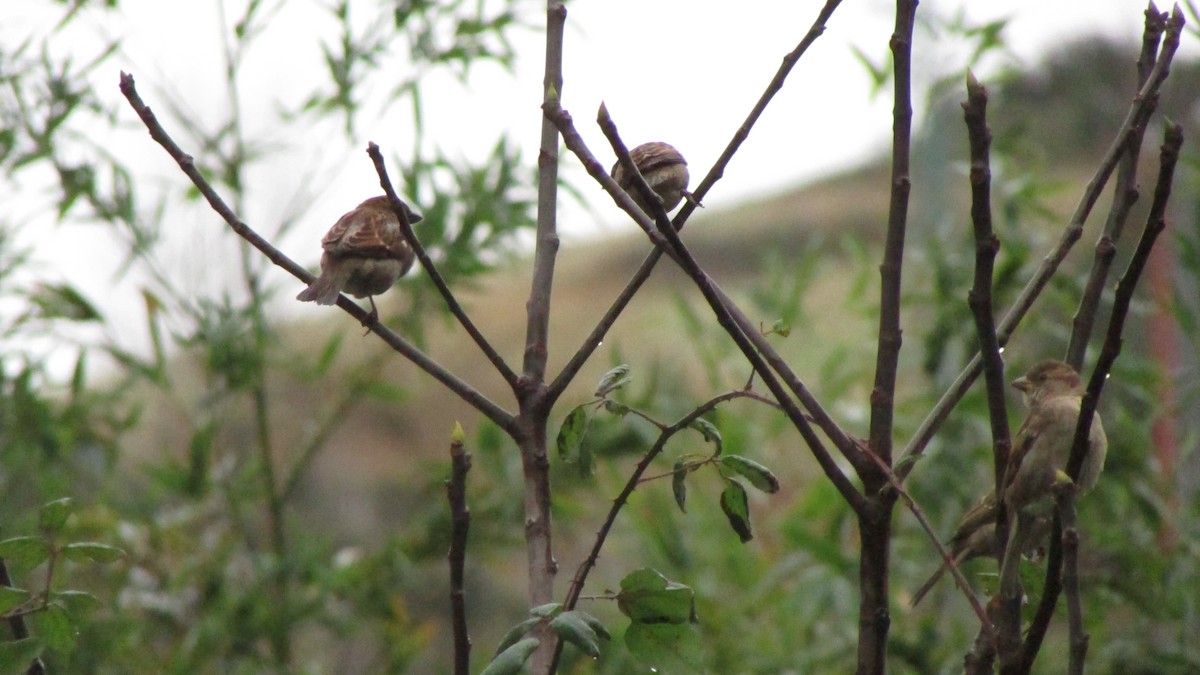 House Sparrow - ML632918461