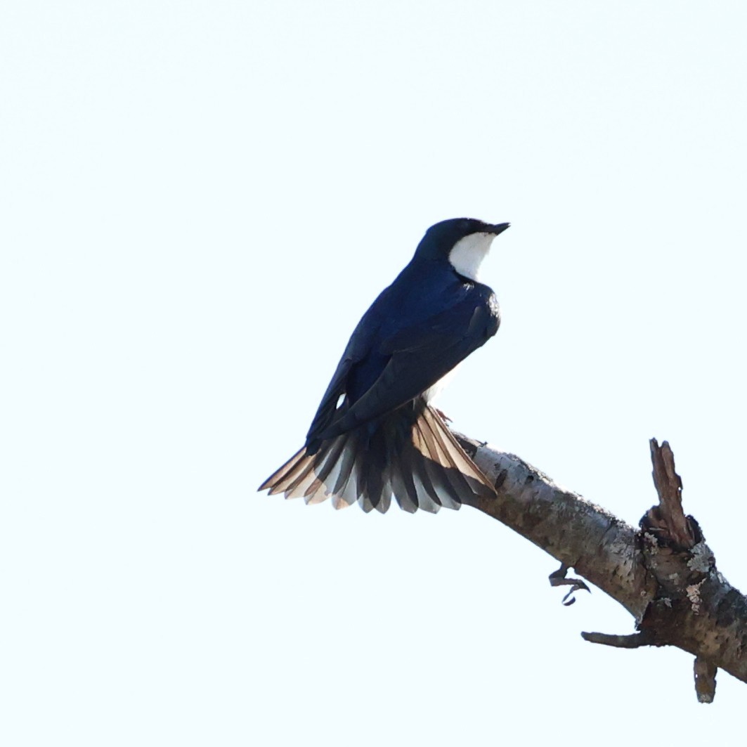 Tree Swallow - ML632918746