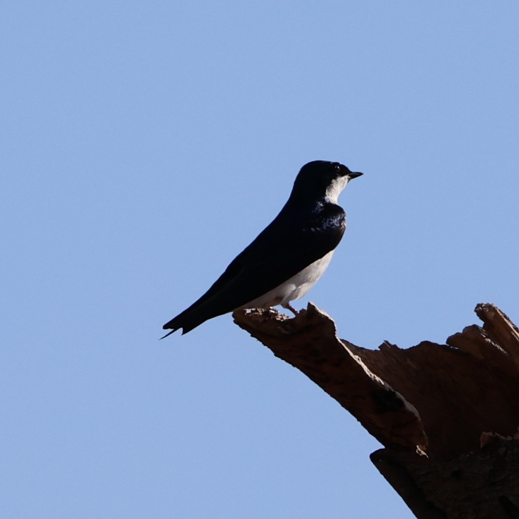 Tree Swallow - ML632918750