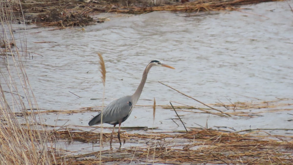 Great Blue Heron (Great Blue) - ML632918947