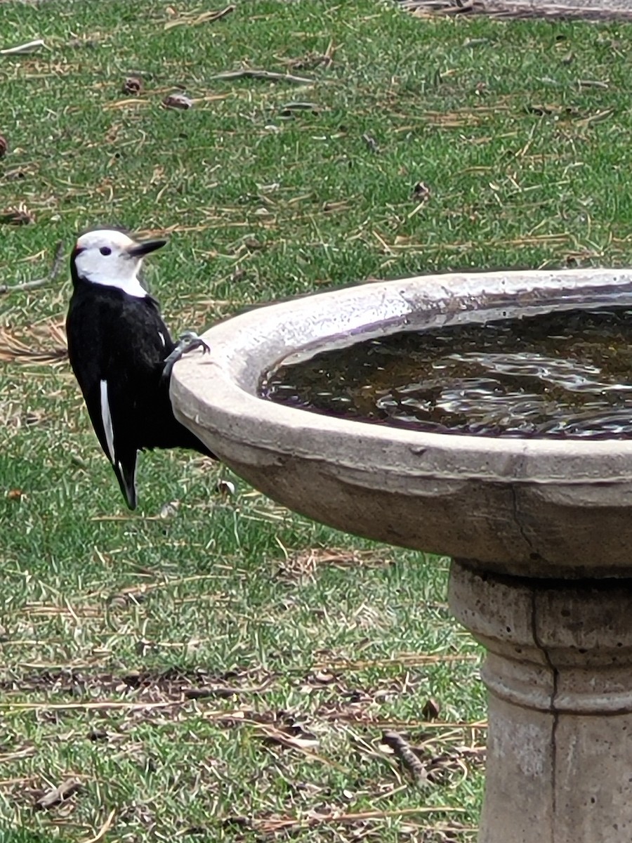 White-headed Woodpecker - ML632918956