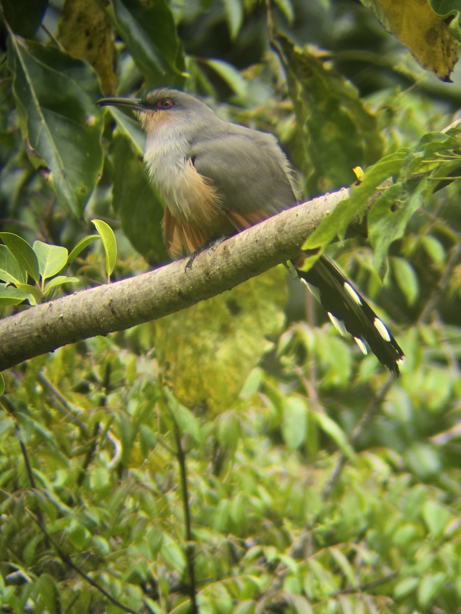 Hispaniolan Lizard-Cuckoo - ML632918968
