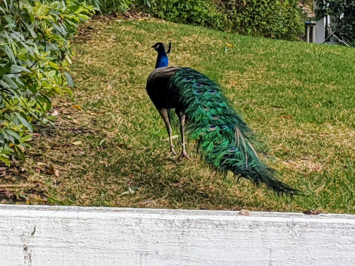 Pavo Real Común (doméstico) - ML632918969