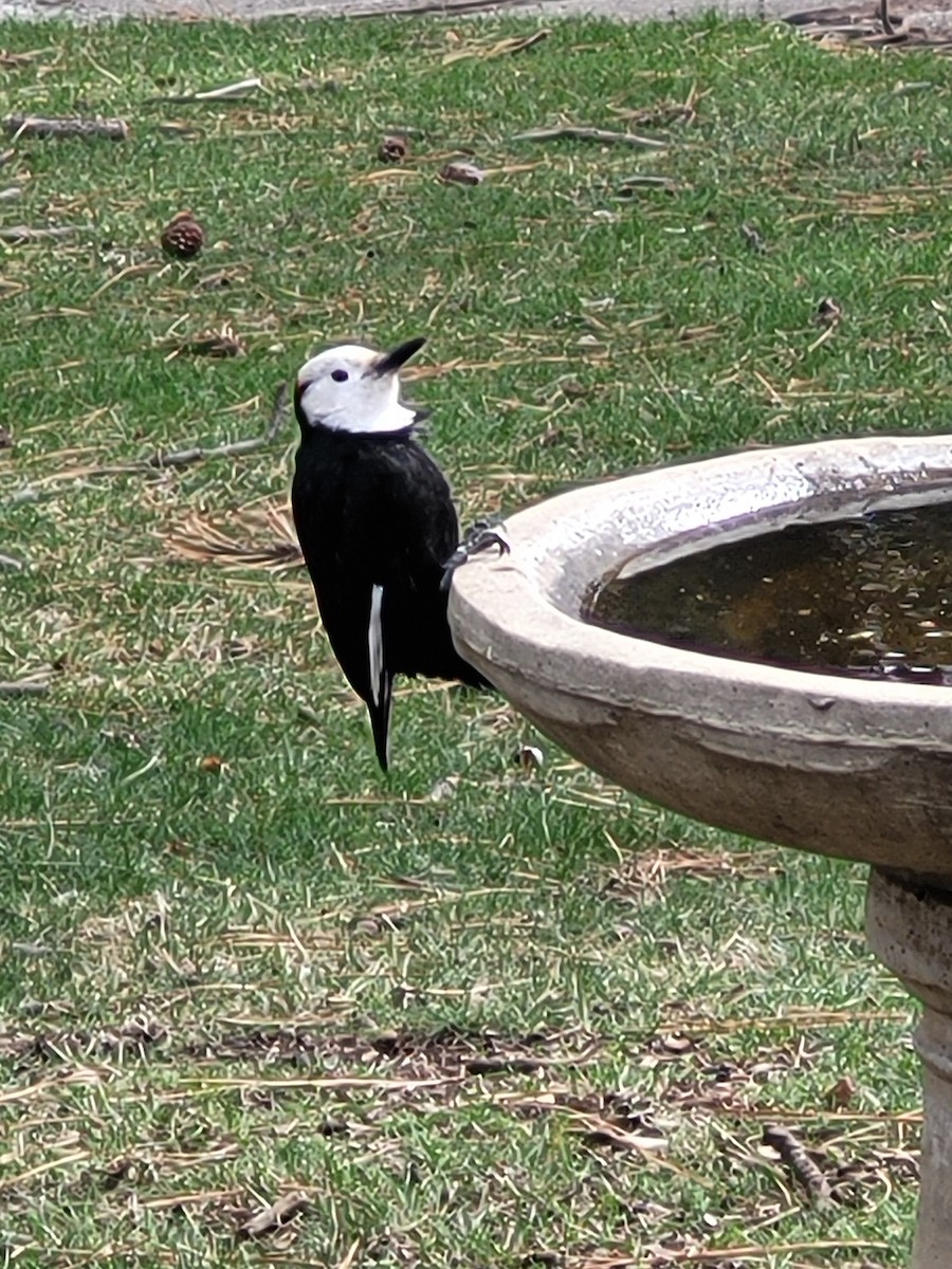White-headed Woodpecker - ML632919018