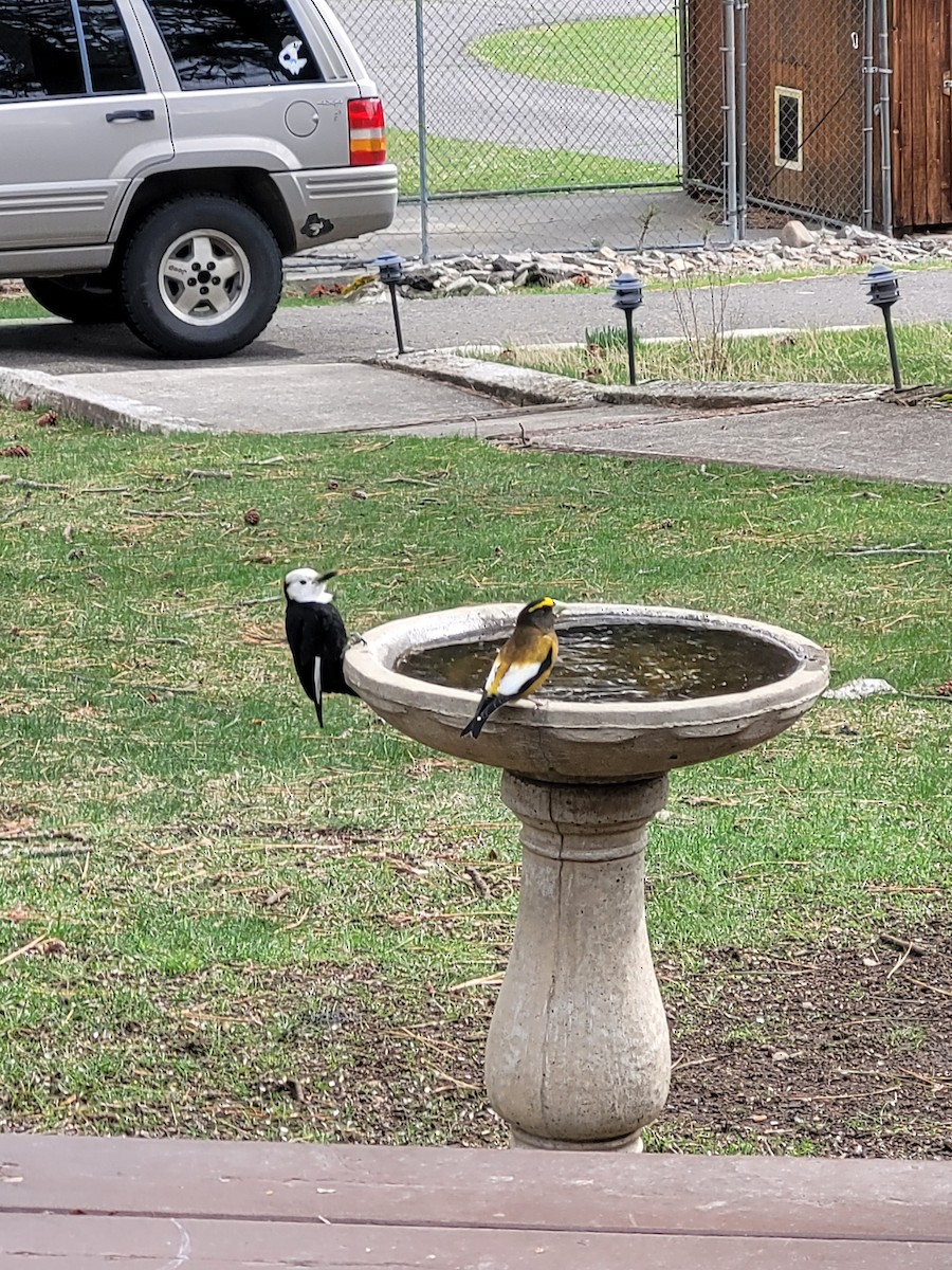 Evening Grosbeak - ML632919120