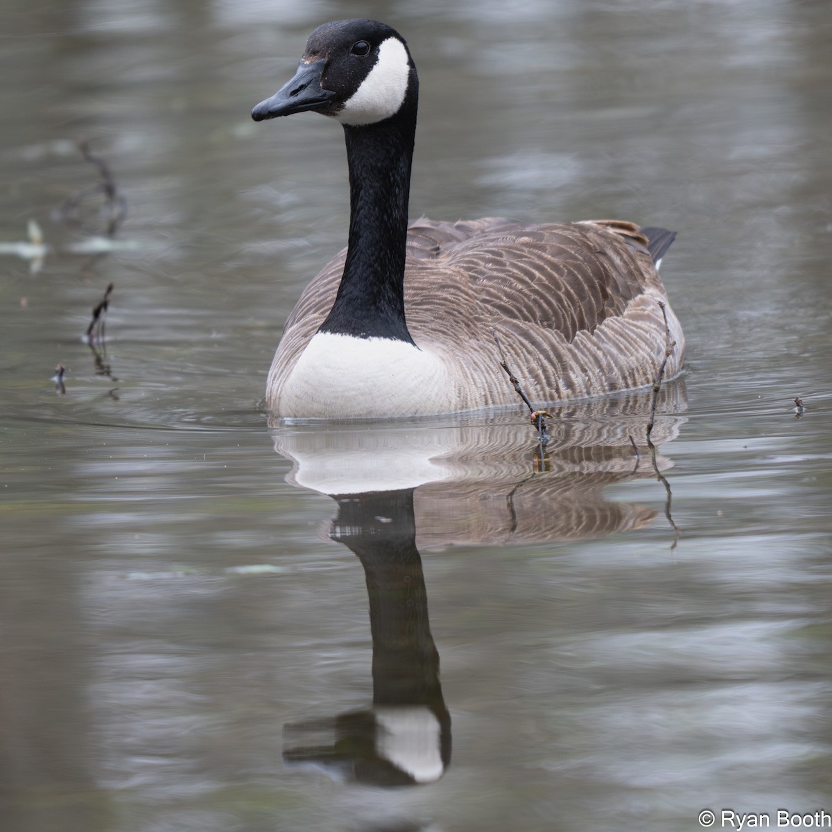 Canada Goose - ML632919293